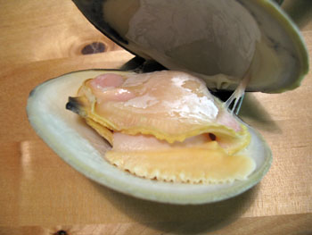 0310 clam.jpg