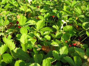 0611 jardin 2.jpg