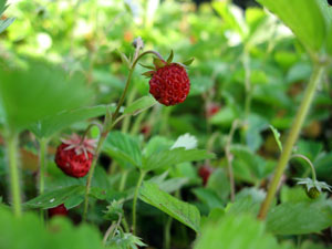 0611 jardin fraise1.jpg