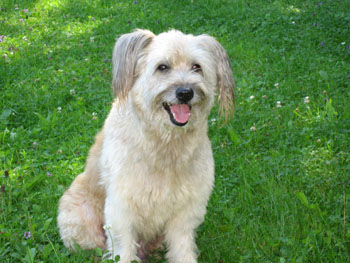 0801 chien.jpg