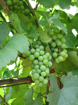 0801 raisin.jpg