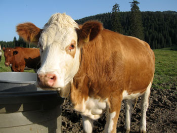 0801 vache.jpg