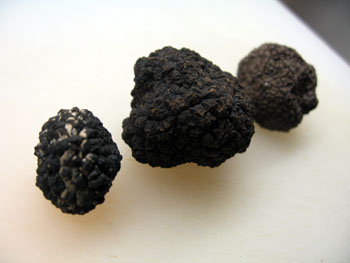 1027 truffes noires.jpg