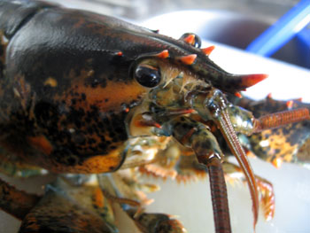 1212 homard 2.jpg