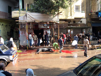 E Cairo vache1.jpg
