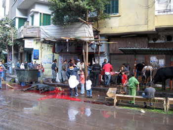 E Cairo vache2.jpg