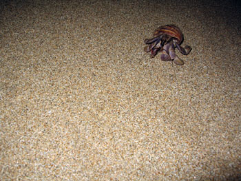 lanta r0.jpg
