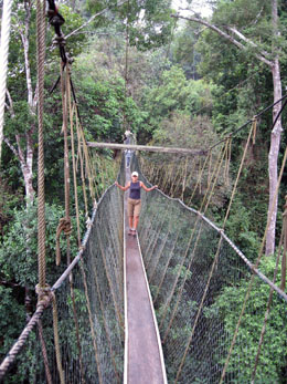 tamannegara canopy.jpg